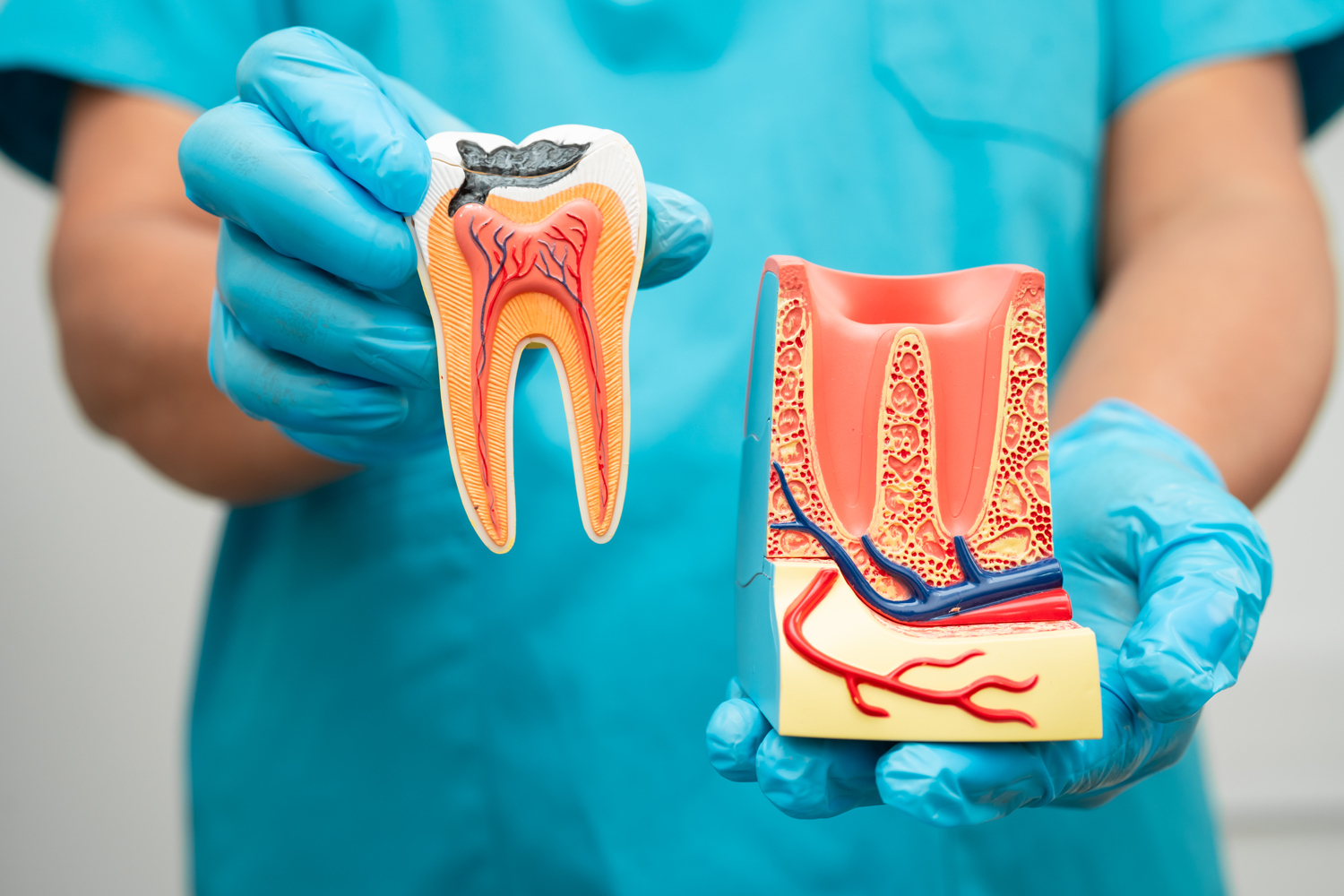 Asian dentist holding dental implant artificial t 2025 02 25 22 34 03 utc